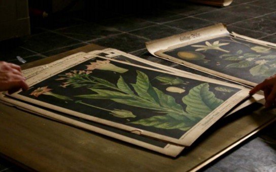 Mehrere Blätter mit historischen botanischen Zeichnungen auf einem Tisch 