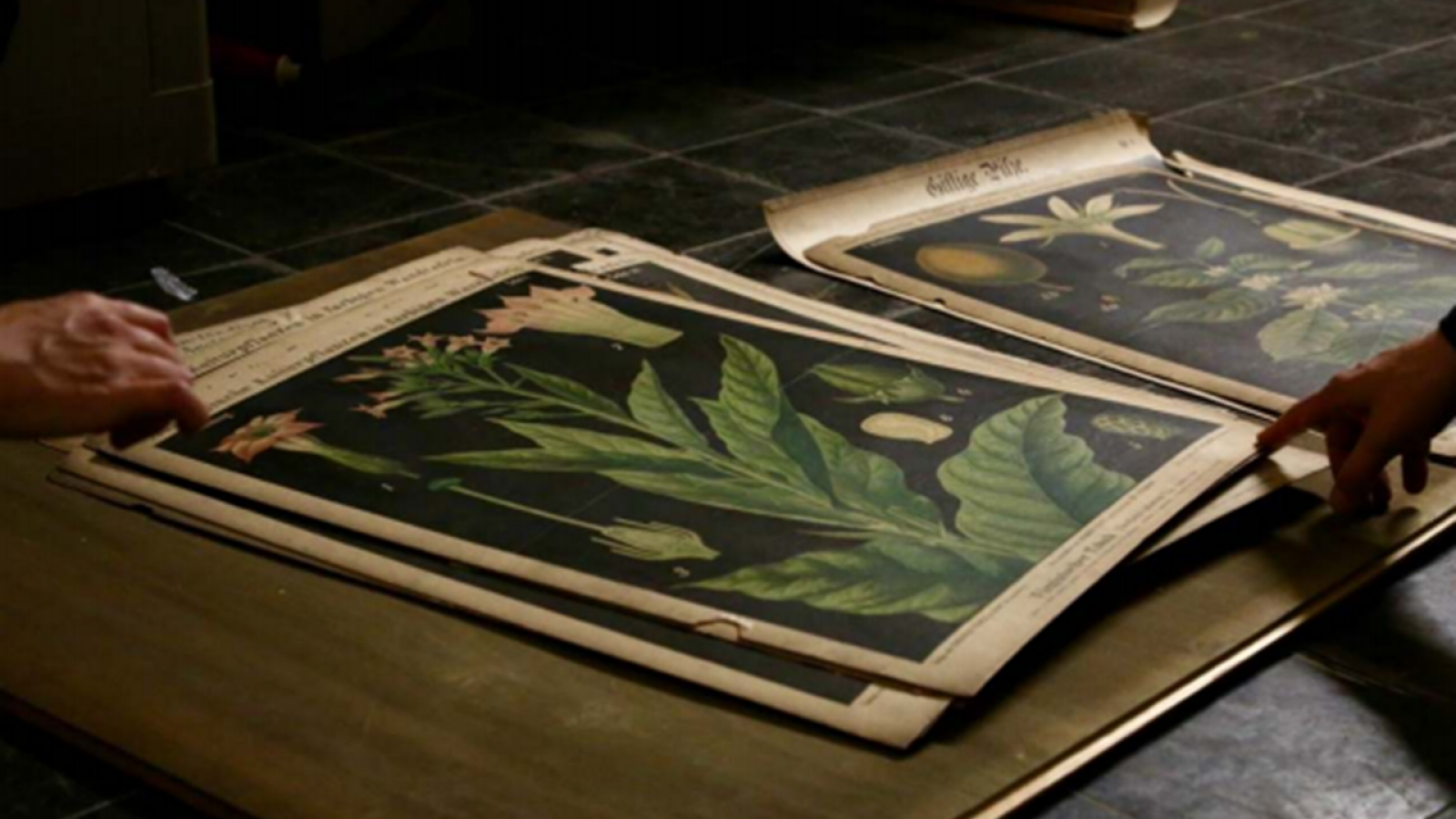 Mehrere Blätter mit historischen botanischen Zeichnungen auf einem Tisch 