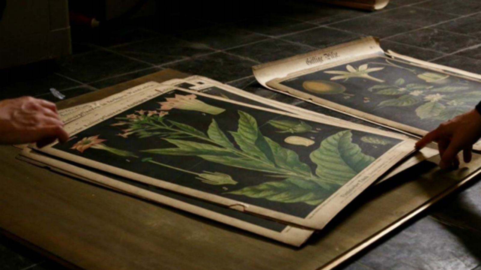 Mehrere Blätter mit historischen botanischen Zeichnungen auf einem Tisch