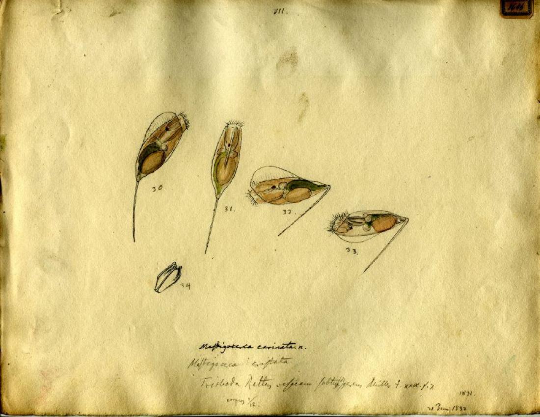 Mastigocerca Peitschenschwanz, Mikroskopie-Zeichnungen aquatischen Lebens von Christian Gottfried Ehrenberg (1795 - 1876), dem ersten Wissenschaftler der systematisch mit Hilfe von Mikroskopen lebende und fossile Einzeller erforschte