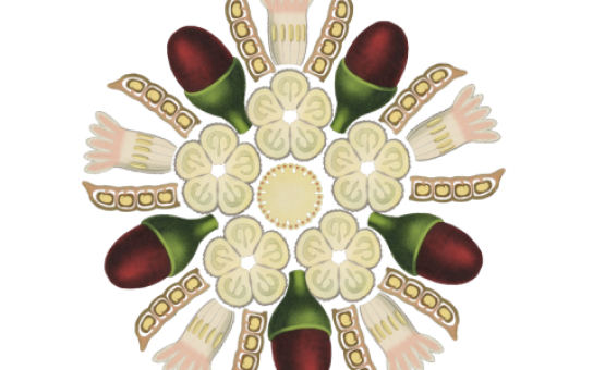 Mandala bestehend aus Teilen botanischer Zeichnungen